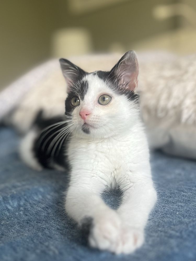 Teodor szuka domu, kot, kotka do adopcji