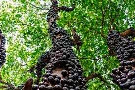 Arvore de jaboticaba, fruto delicioso, boa pra bonsai, já adaptada