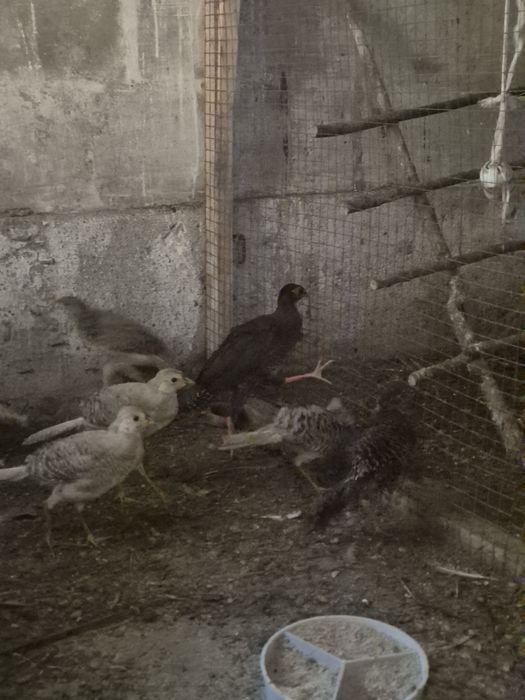 Młode bażanty z wiosny