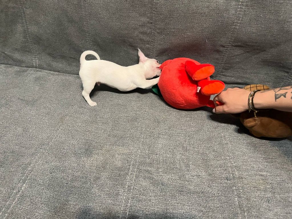 Miki, piesek chihuahua.
