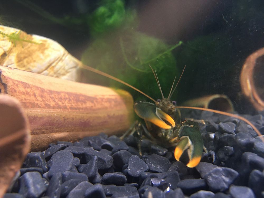 Rak Cherax Snowden