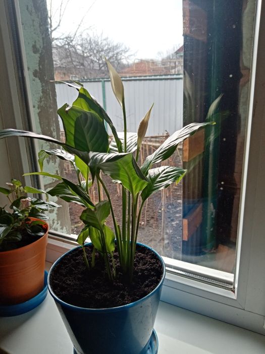 Каланхой цветущий