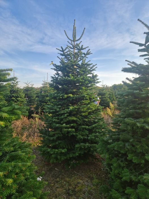 Choinki, Jodła Kaukaska Dania - Producent Dostawa do marketów
