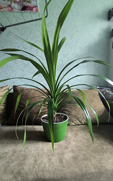 Пальма панданус винтовая