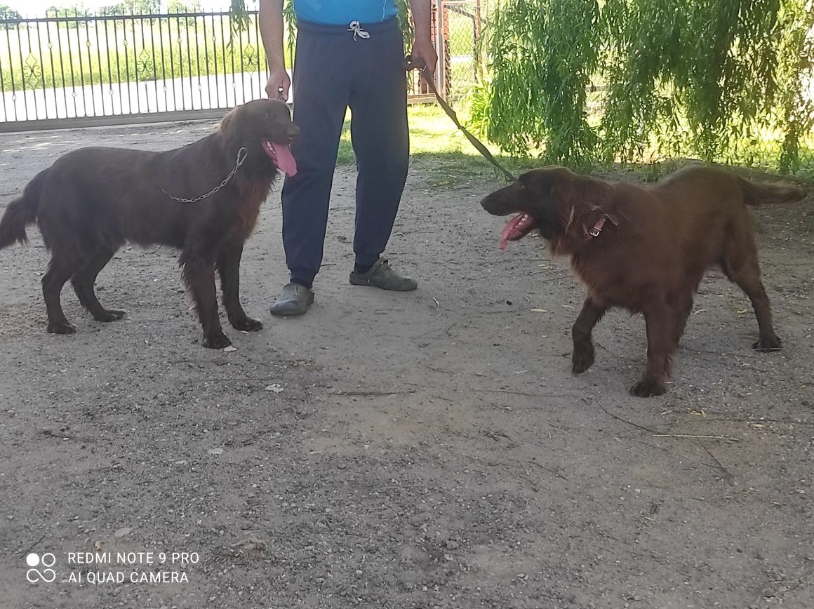 Flat coated retriever