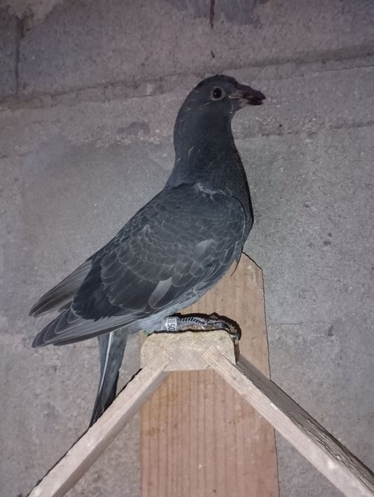 Pombos correios para venda de vários anos e varios  preços