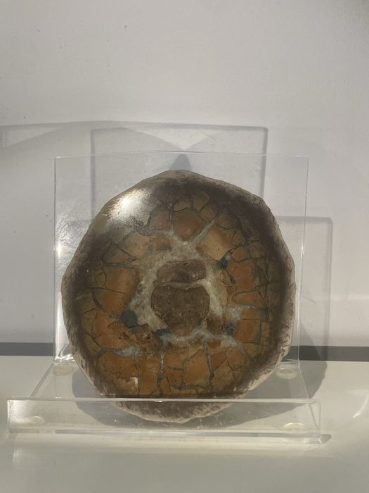 Septarie z Gnaszyna