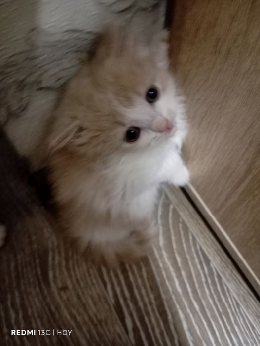 Одам котят в хорошие руки