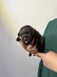 Labrador Retriever- czekoladowy pies FCI