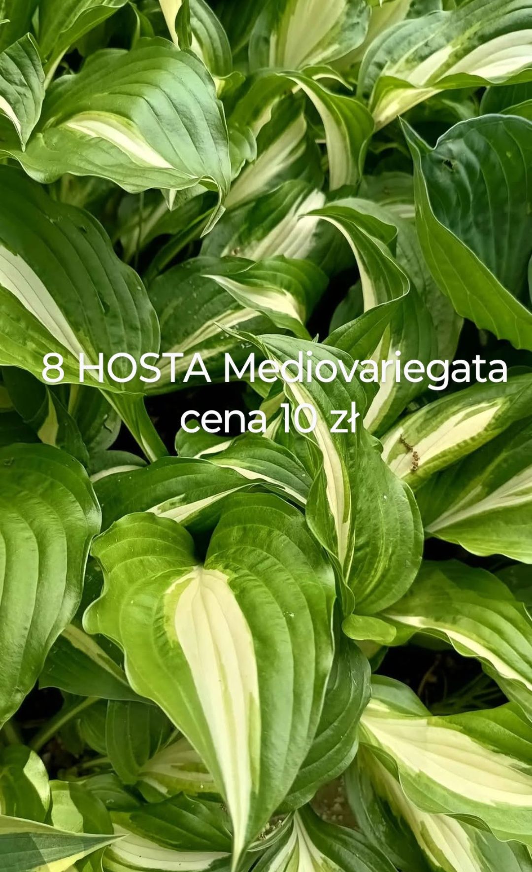 HOSTA Funkia rośliny