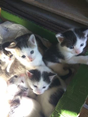 Kotek kotki koteczki do adopcji
