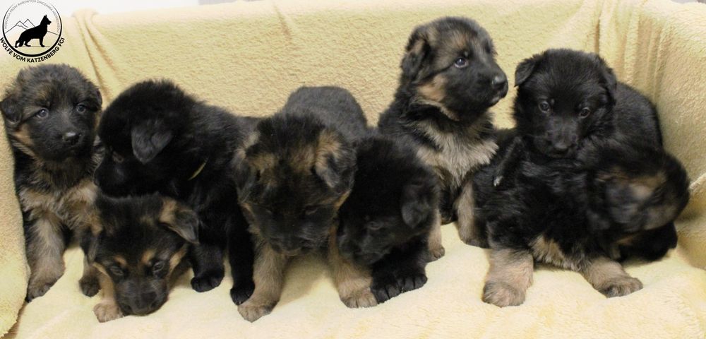 Owczarek niemiecki długowłosy SZCZENIAK - ojciec Mistrz Świata Junior