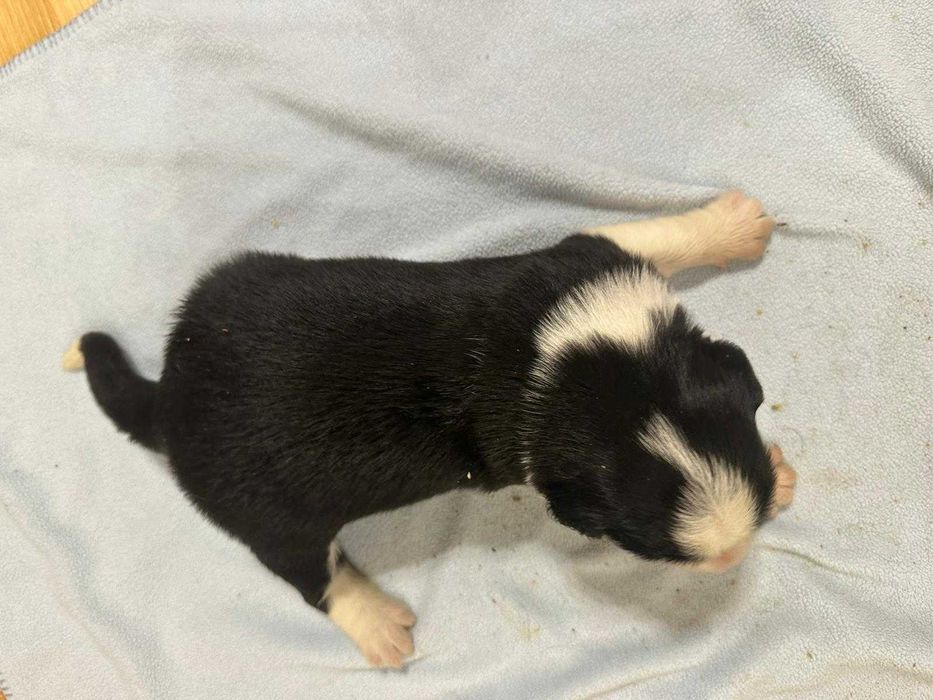 Border Collie suczka biało czarna