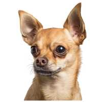 Tatuaż Zmywalny Tymczasowy Z Małym Psem Dla Właściciela -Chihuahua