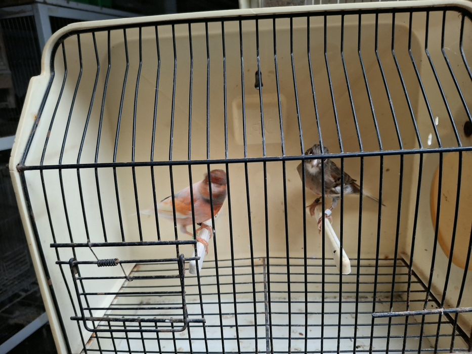 Canários arlequim e negros