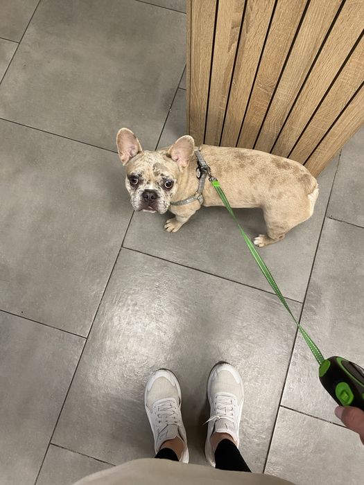 Вʼязка французький бульдог