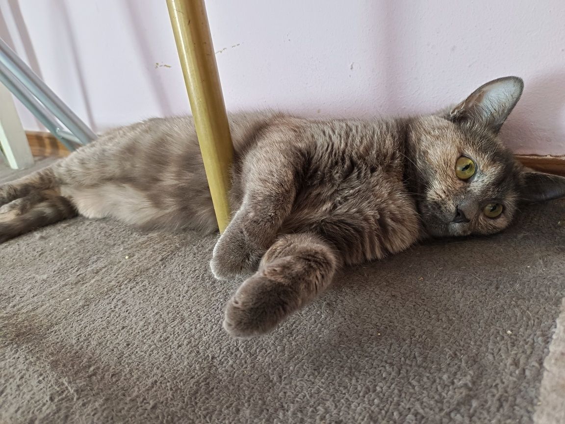 Перетримка котиків
