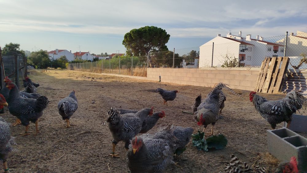 Galinhas raça Amrock - ovos