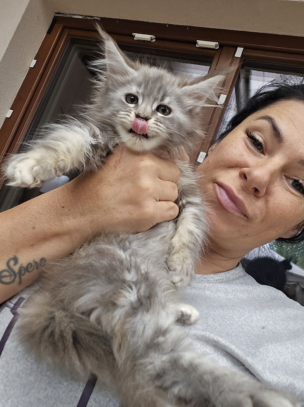 Maine coon Felis Polonia kotka srebrna
