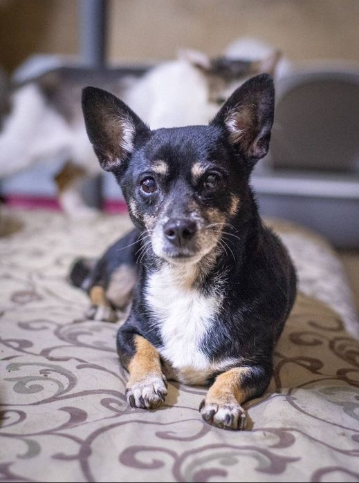 Отдам даром в добрые руки собачек метисы маленькой породы