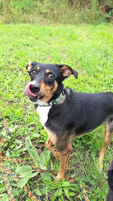 Pies Nr 498/25 JEŻYK Schronisko Chorzów PsiKot