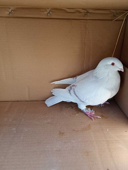 Sprzedam gołębie STANDARDY