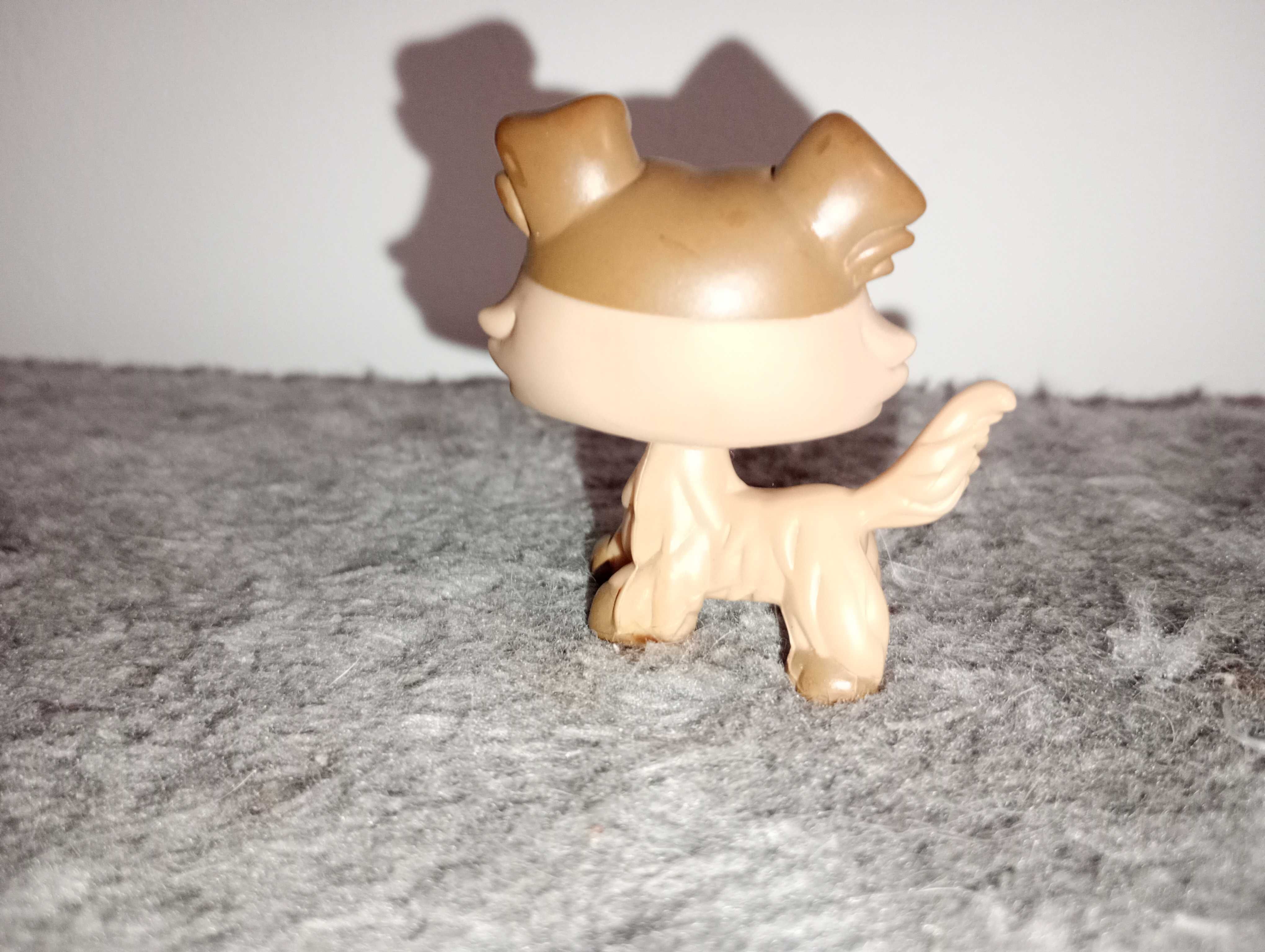 Lps Collie oryginał