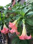 Datura wieloletni kwitnący kwiat ogrodowy balkonowy