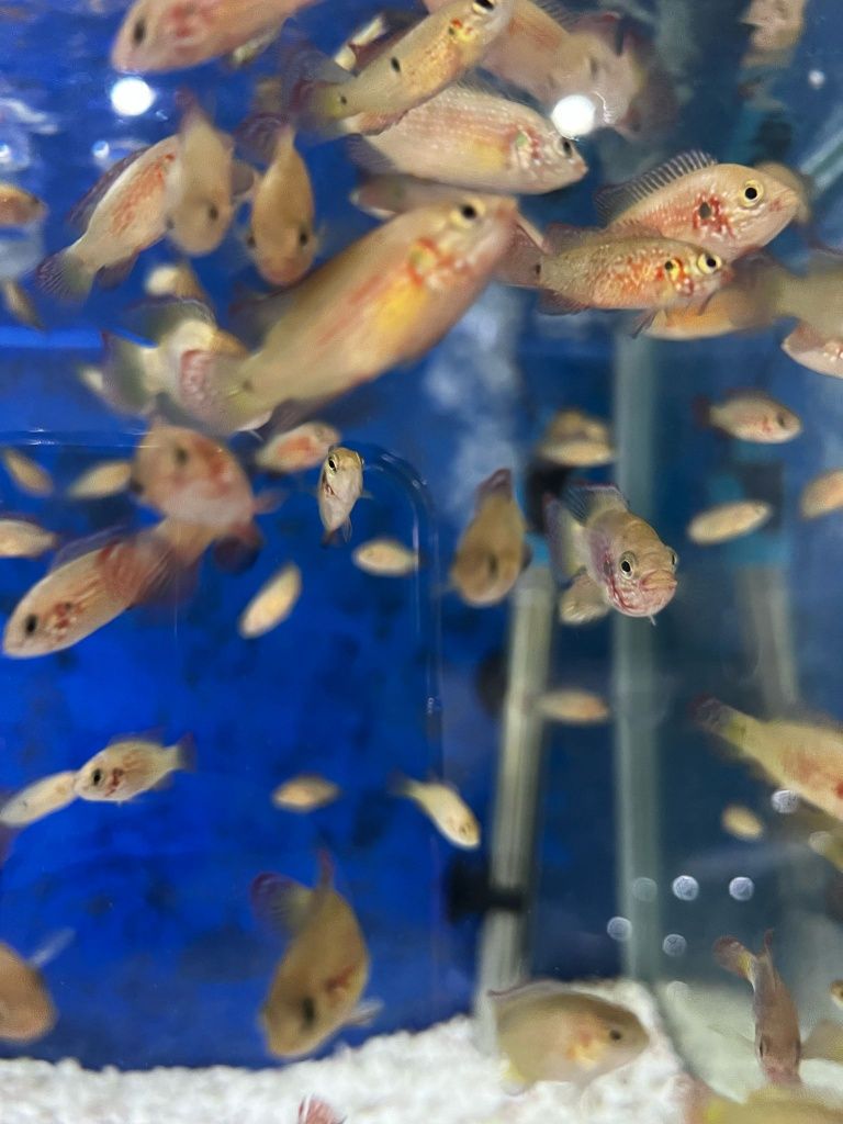 Ciclídeo Jóia (Hemichromis bimaculatus)