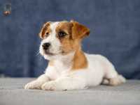Jack Russell Terrier ZKwP FCI rezerwacja