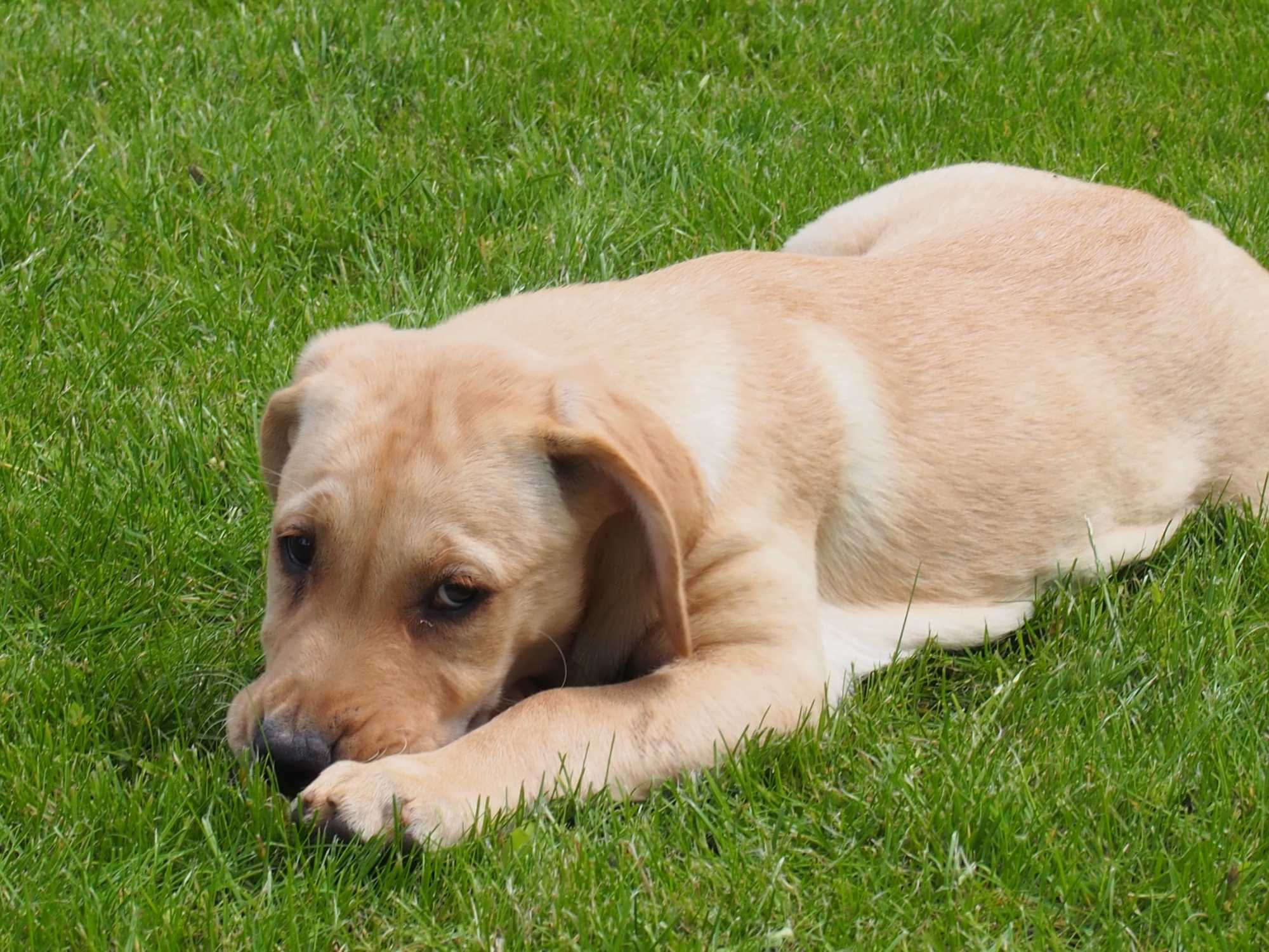 Labrador dorosła Suka