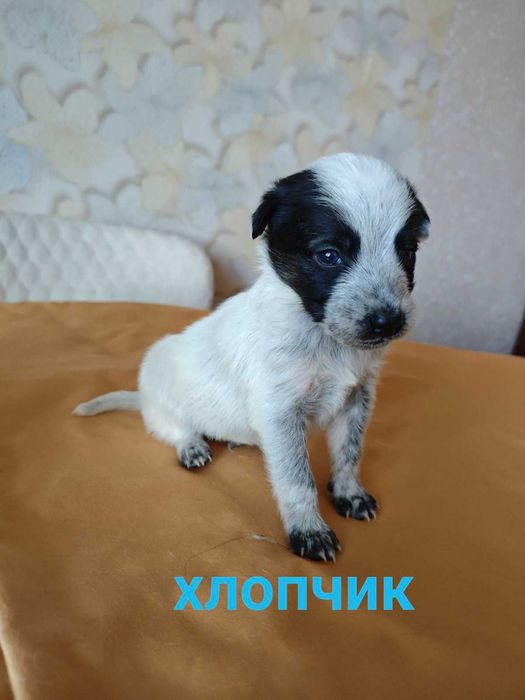 Цуценята шукають родину