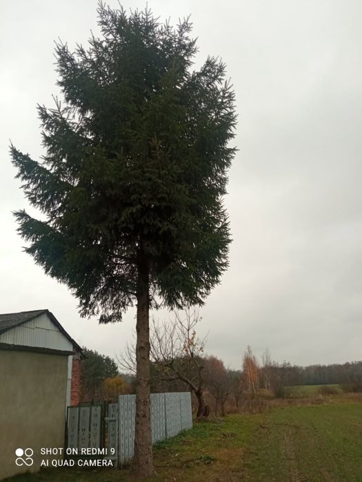 Świerk na pniu 15 lat