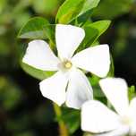 Barwinek pospolity 'Elisa' Miniaturowy Okrywowy (Vinca minor) 0.5L