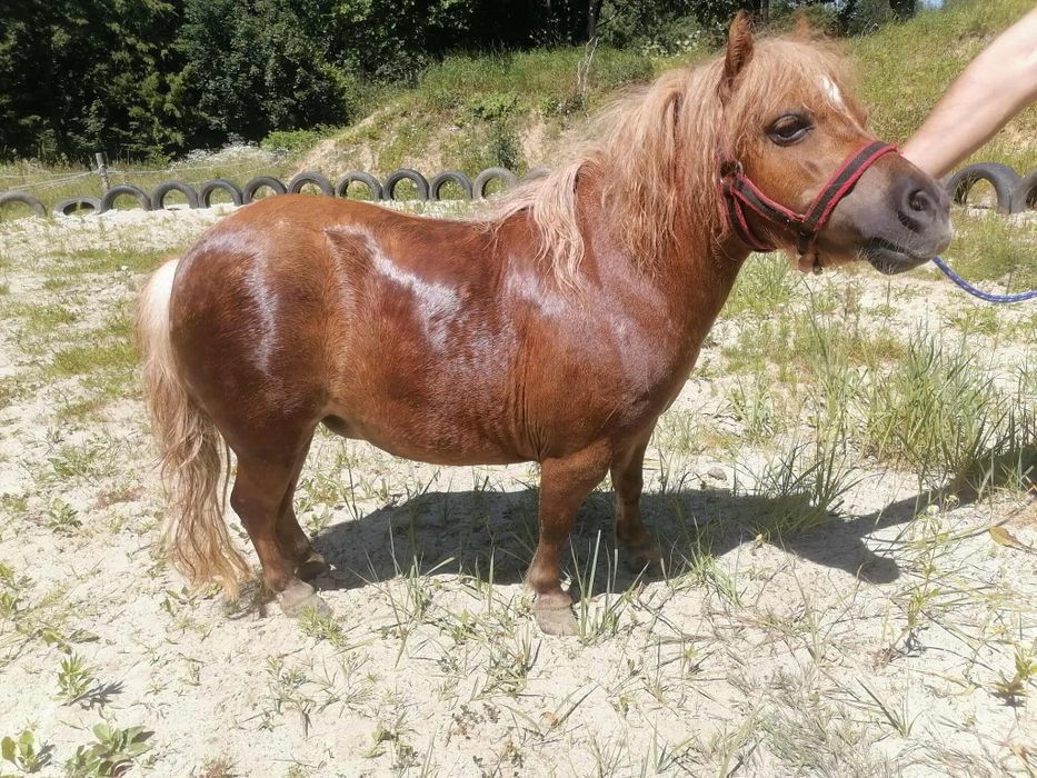 Mini kucyk klacz miniaturka szetland