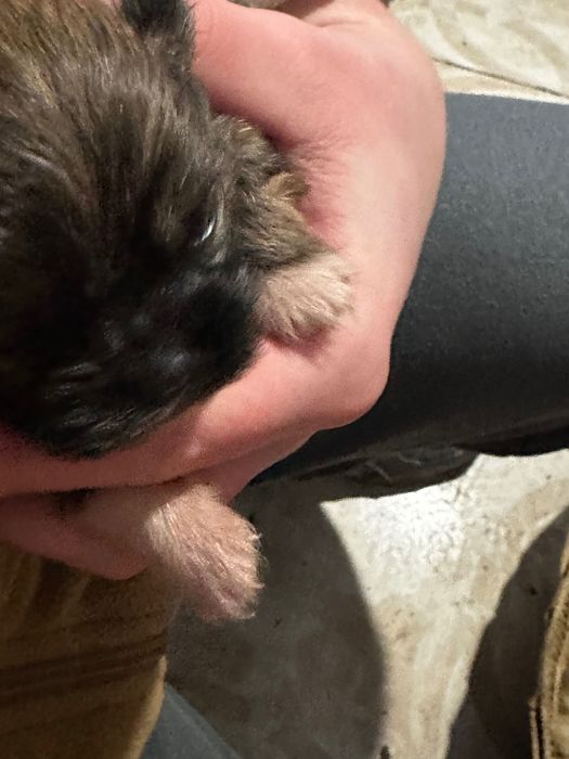 Пекінес цуцики / цуценята породи Пекінес