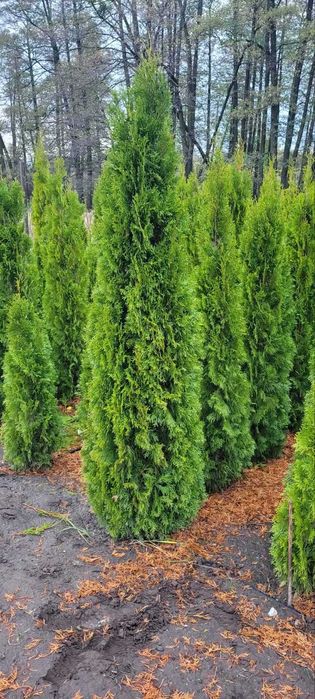 ТУЇ СМАРАГД (Smaragd) 1,8–2,2 м !Акційна ціна!