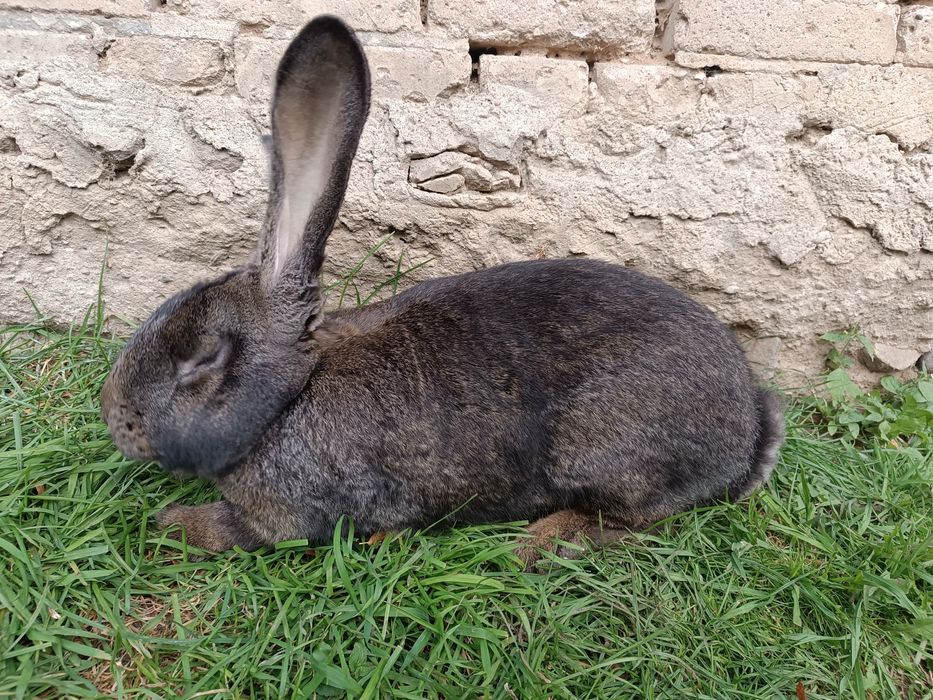 Króliki belgijskie BOS