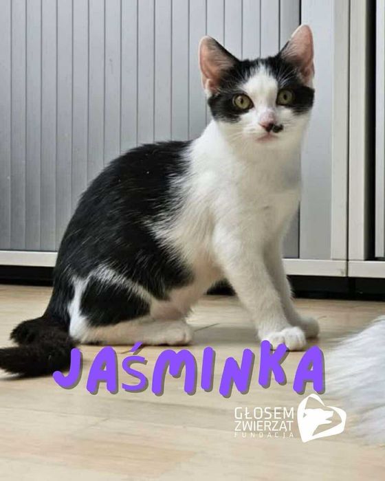 Bazyli, Jaśminka i Kalinka - małe kotki do adopcji