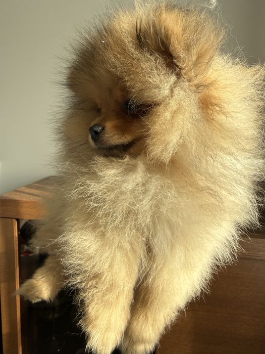 Szoic miniaturowy pomeranian chlopiec