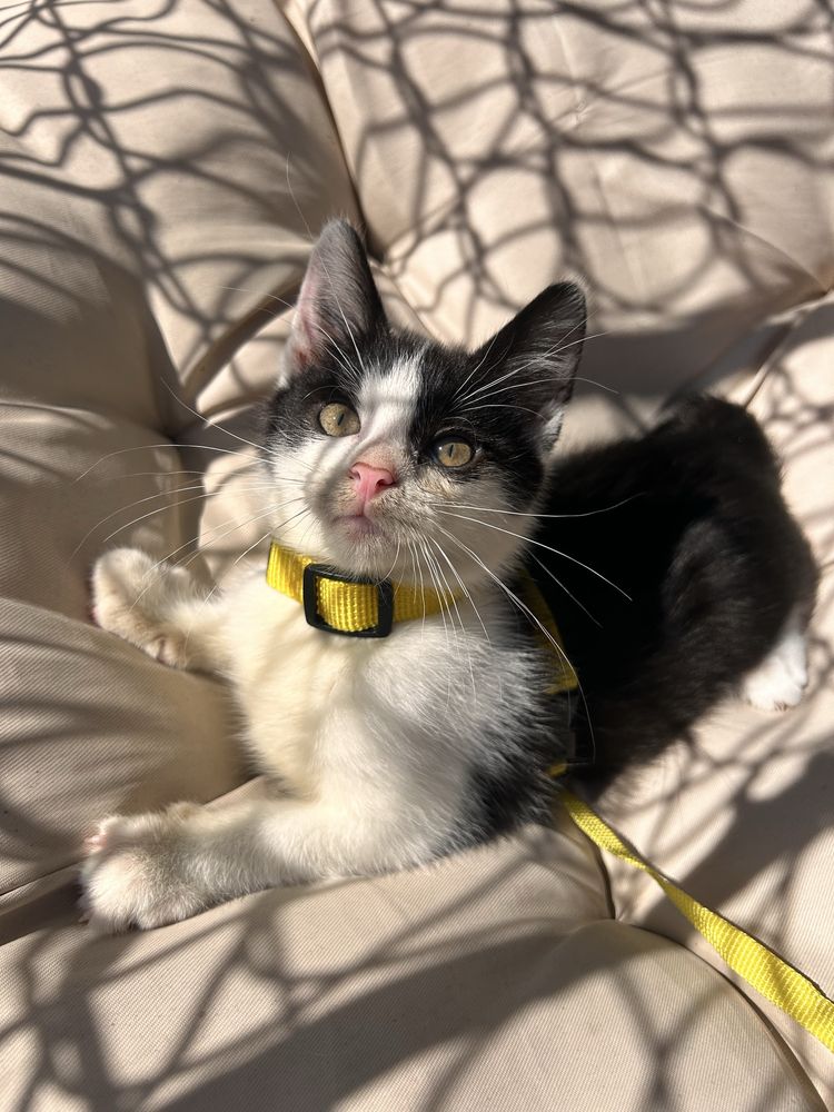 Kochany misio do adopcji