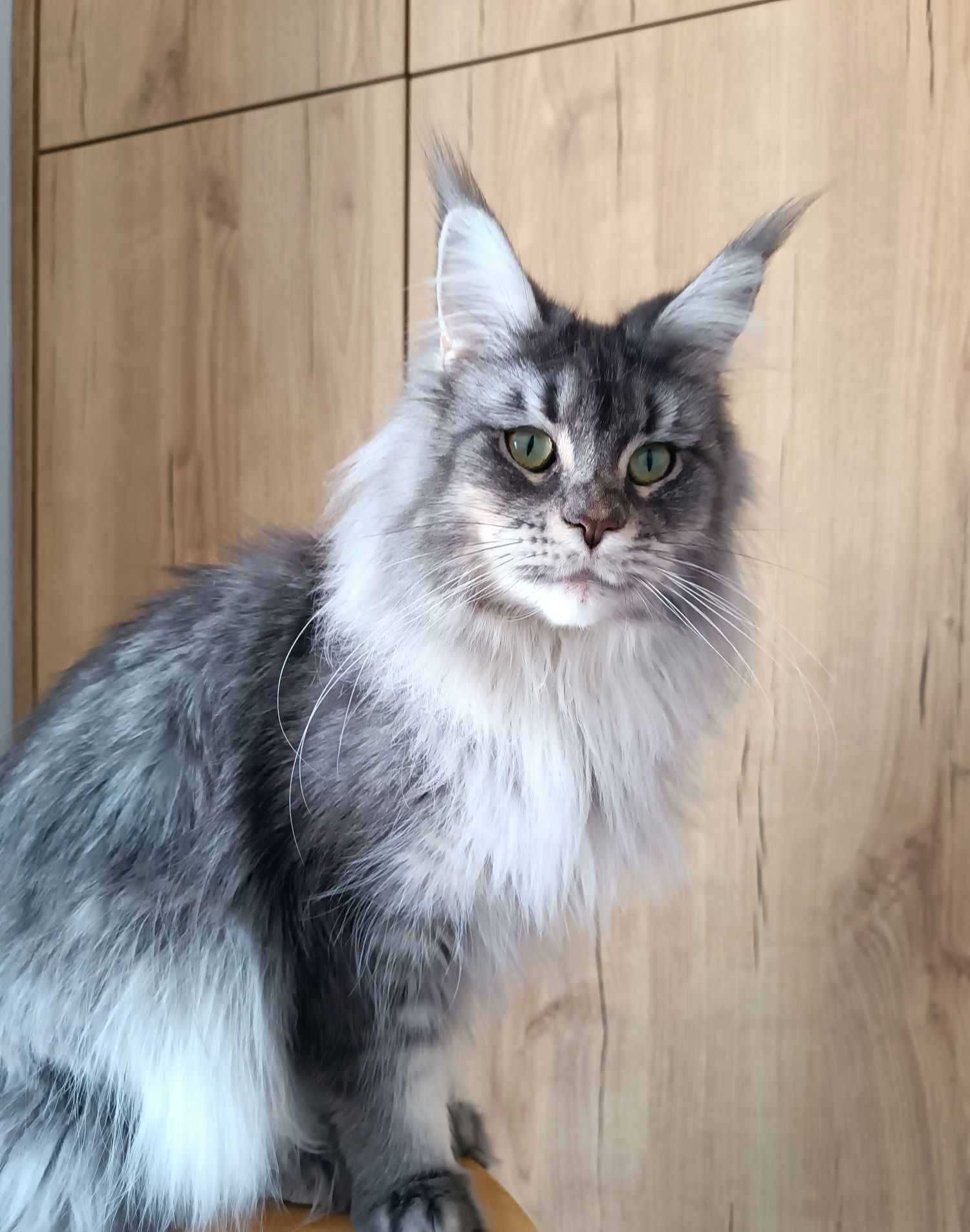 Kotka Maine Coon