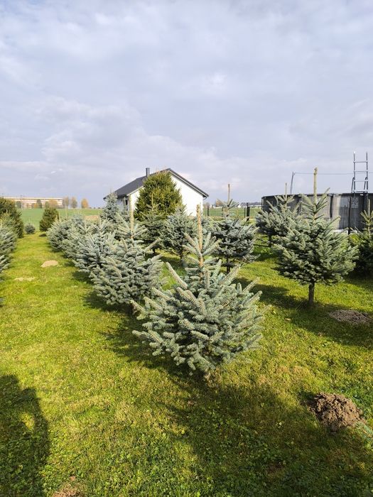 Świerk srebrny, świerk zielony