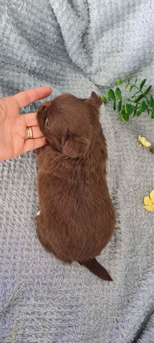 Excecional mini chocolatinha semi pelo Chihuahua/Chiuaua de Qualidade