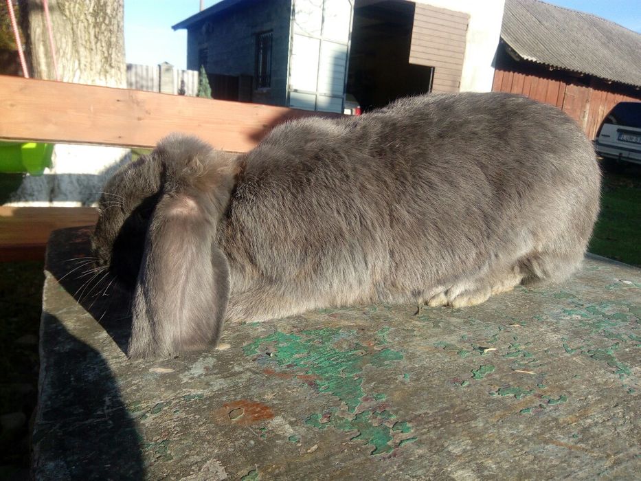 Французький баран