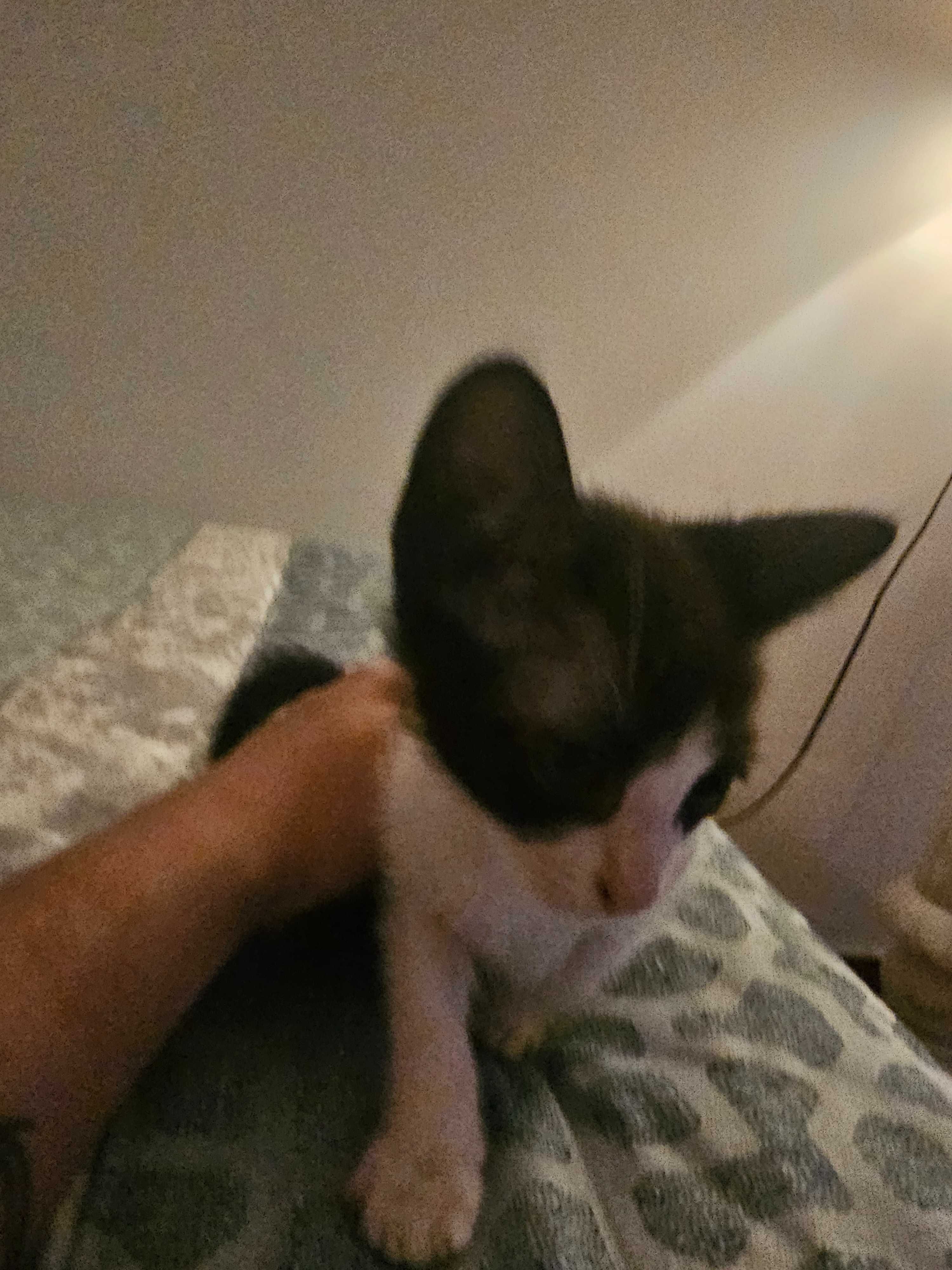2 gatinhos bebes adoção urgente