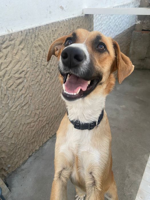 Adoção Responsável - Cadela