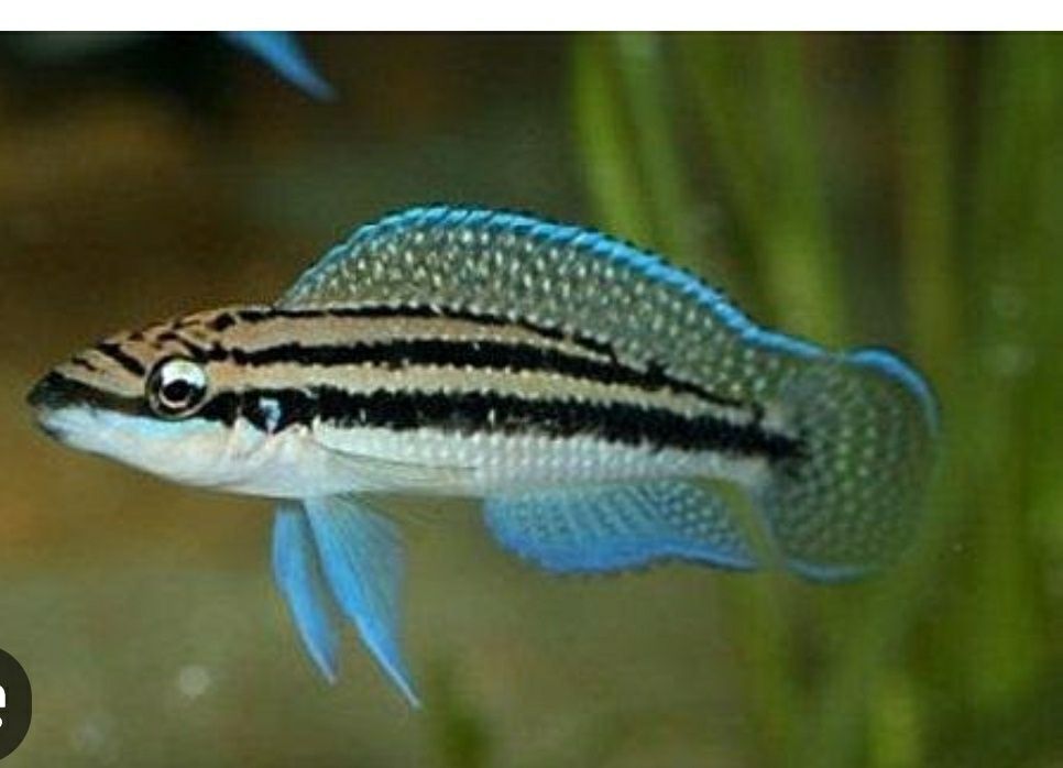 Продам Юлідохроміси Танганійска цихліда