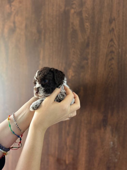 Lagotto Romagnolo chłopiec