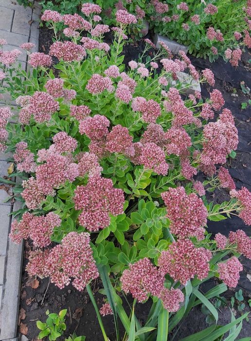 Очиток видный (седум)